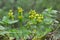 In spring, yellow deaf nettle Lamium galeobdolon blooms in the forest