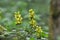 In spring, yellow deaf nettle Lamium galeobdolon blooms in the forest