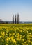 Spring yellow field of blooming raps with trees in the background and blue sky above.