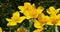 Spring yellow flower marsh marigold