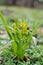 spring yellow flower in a snowdrop forest