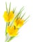 Spring Yellow Flowers / Crocuses