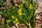 Spring yellow flowers goose onions germinate through dry leaves