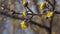 Spring yellow flowers on a tree branch