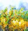 Spring yellow flowers Wisteria tree.Oil painting