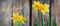 Spring yellow narcissus od daffodil over the wooden background, hello March banner