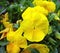 Spring yellow pansy
