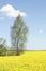 Spring yellow rapeseed field with birch tree and blue sky, scenic russian landscape