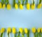 Spring yellow tulips border on blue background. 8 March Womens day, Mothers day or Easter