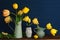 Spring Yellow Tulips Still Life with green vases on a wood shelf or table with dark navy blue boards background for copy space.  I
