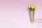 Spring yellow tulips. Woman holding a bouquet on pink background. Flat lay, top view. Tulip flower background. Add your text.