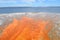 Spring in Yellowstone: Colorful Runoff from Black Pool Spring in West Thumb Geyser Basin on the Shore of Yellowstone Lake