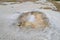 Spring in Yellowstone National Park: Gurgling Shell Spring of the Sapphire Group in the Biscuit Basin Area of Upper Geyser Basin