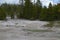 Spring in Yellowstone: Root Pool with Steam From Crater Spring Visible Behind in the Back Basin Area of Norris Geyser Basin