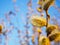 Spring young blossoming buds against a blue sky