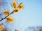 Spring young blossoming buds against a blue sky