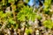 spring young maple leaves that have just blossomed on a bokeh background