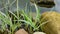 Spring young striped leaves of Phalaris arundinacea or reed canary grass on blurred stones by pond shore. Spring landscape