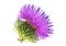 Spring young thistle flower head on white background