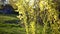 Spring. young willow branches in the wind