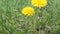 spring young yellow dandelions on a green meadow