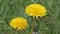 spring young yellow dandelions on a green meadow