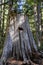 A Springboard Hole Carved into Stump where loggers stood to saw the tree sometime in the 1890s