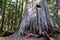 A Springboard Hole Carved into Stump where loggers stood to saw the tree sometime in the 1890s