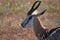 Springbock antelope antidorcas marsupialis