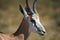 Springbock antelope Antidorcas marsupialis