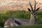 Springbock antilope