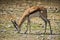 Springbock grazing on the savannah of Namibia.