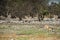 Springbock grazing on the savannah of Namibia.