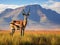 Springbok in africa