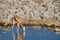 Springbok african mammal deserts and nature in national parks