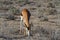 Springbok african mammal deserts and nature in national parks