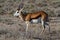 Springbok african mammal deserts and nature in national parks