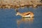 Springbok african mammal deserts and nature in national parks