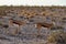 Springbok african mammal deserts and nature in national parks