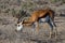 Springbok african mammal deserts and nature in national parks