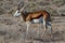 Springbok african mammal deserts and nature in national parks