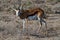 Springbok african mammal deserts and nature in national parks