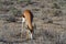 Springbok african mammal deserts and nature in national parks