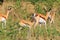 Springbok - African Wildlife Background - Lamb of Ears