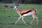 Springbok Antelope