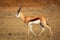 Springbok antelope