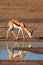 Springbok antelope