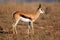 Springbok antelope