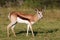 Springbok Antelope