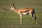 Springbok antelope